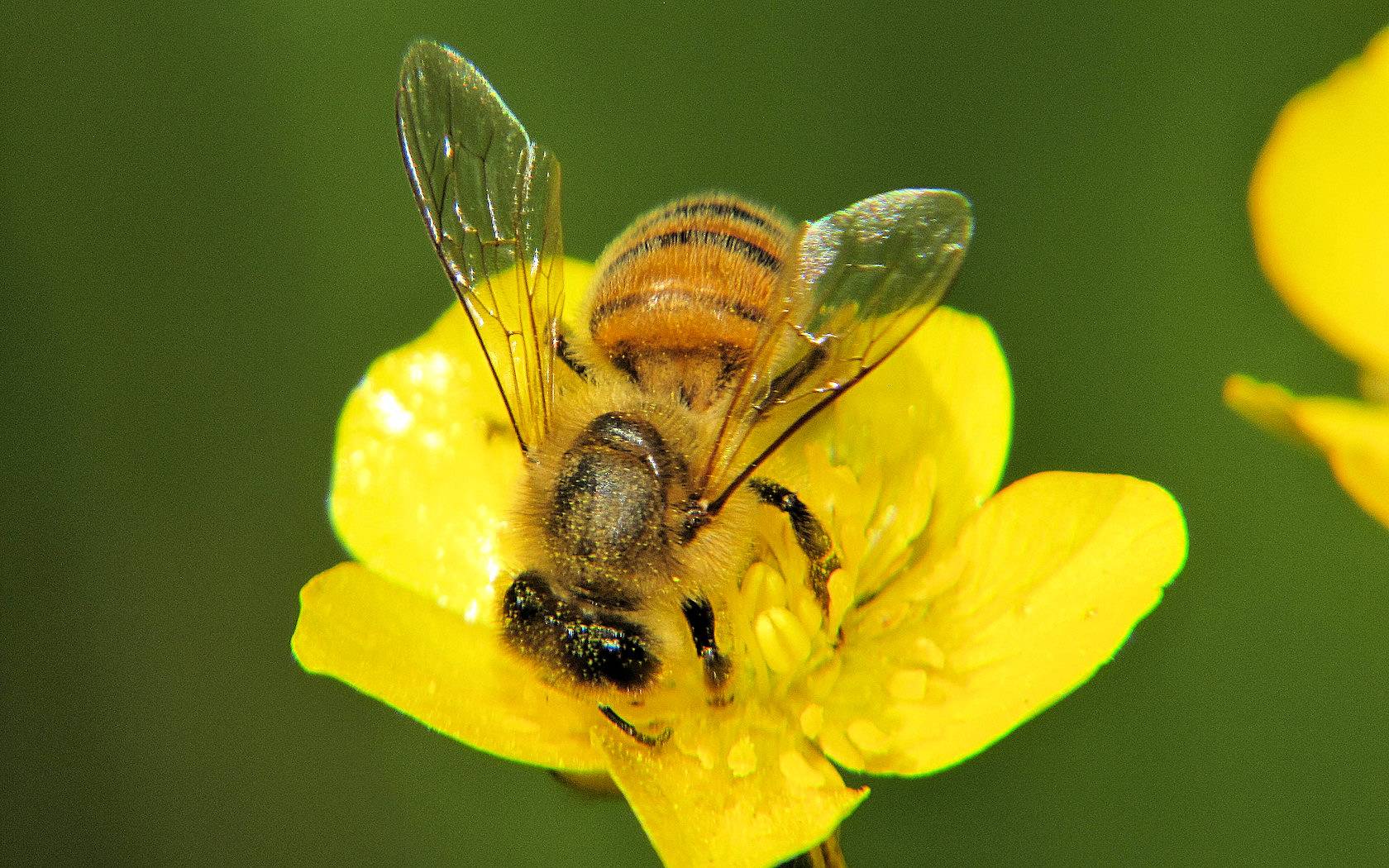 Ape mellifera